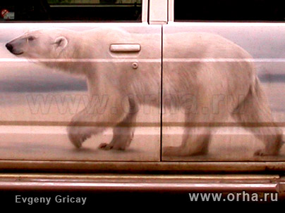 «Белые медведи», автор Грицай Евгений