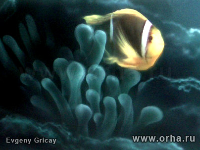 «Океан», автор Грицай Евгений