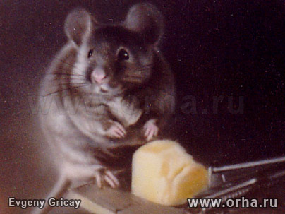 «Мышь», автор Грицай Евгений