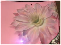 нажмите чтобы увеличить фото