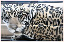 нажмите чтобы увеличить фото