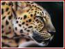 «Леопард», автор фото Дзюба Лилия